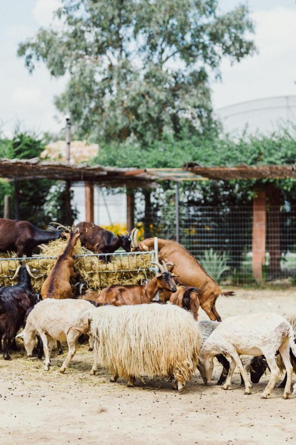 Hotel Blerina's Agritourism Concept